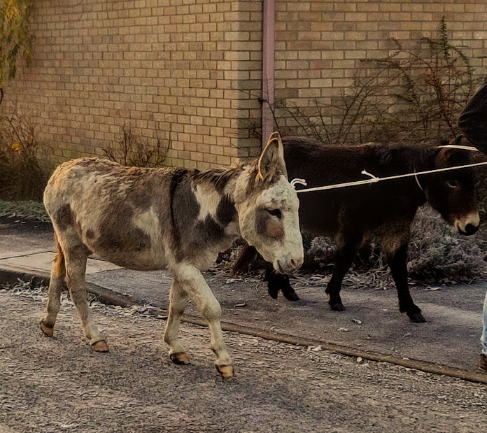 Two donkeys being walked down a residential street